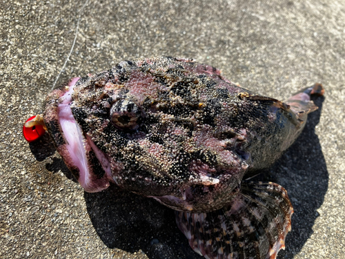 サバの釣果