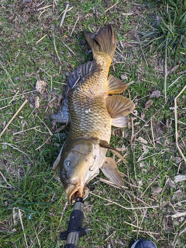 コイの釣果