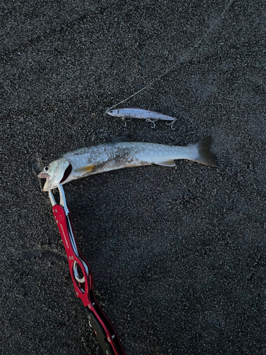 アメマスの釣果