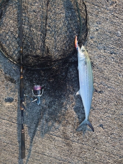 サゴシの釣果