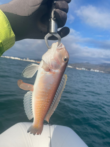 シロアマダイの釣果