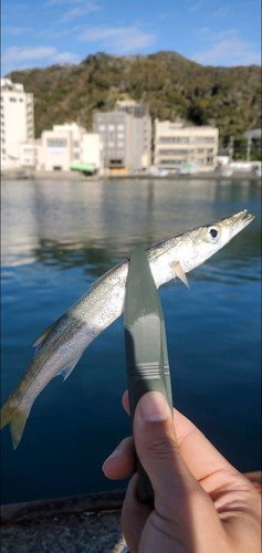 カマスの釣果