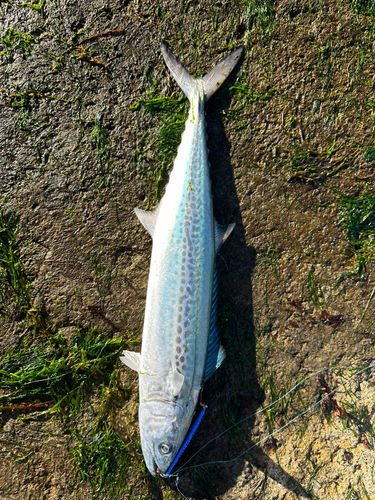 サゴシの釣果