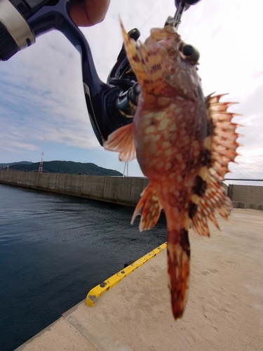 カサゴの釣果