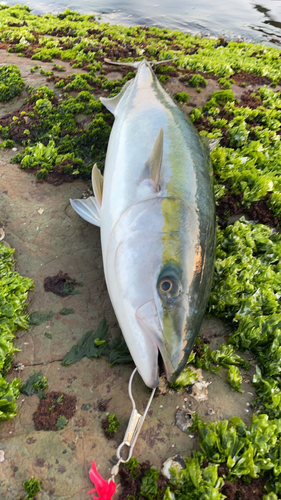 ブリの釣果