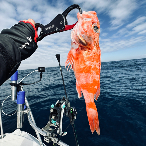 ユメカサゴの釣果