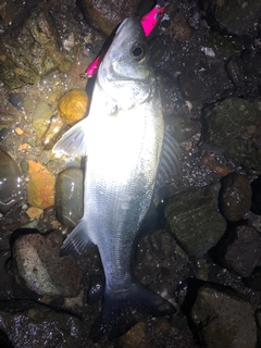 セイゴ（ヒラスズキ）の釣果