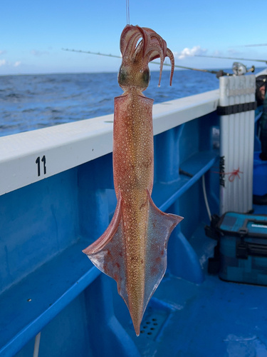 ヤリイカの釣果