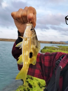 ヤマトビーの釣果