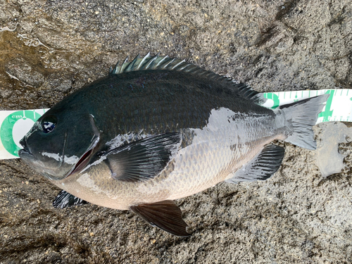 メジナの釣果