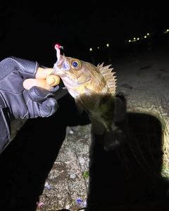 メバルの釣果