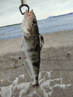 ホッケの釣果