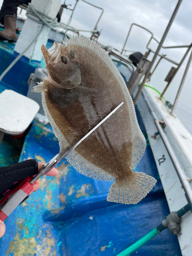 ガンゾウビラメの釣果