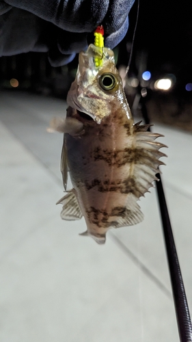 シロメバルの釣果