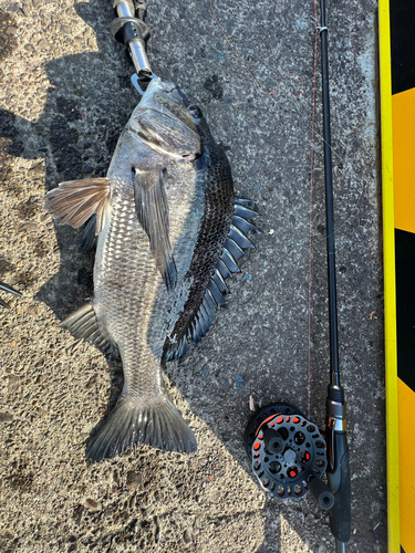 クロダイの釣果