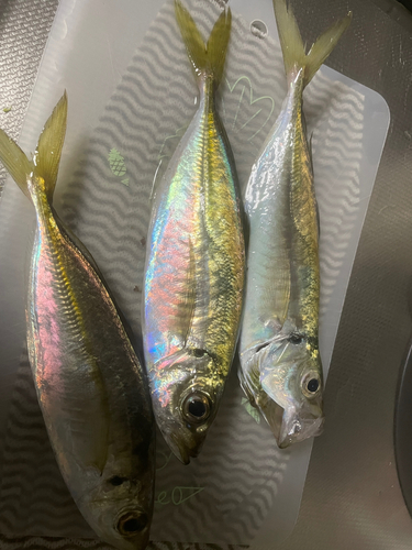 アジの釣果