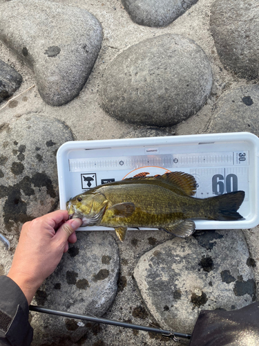 スモールマウスバスの釣果