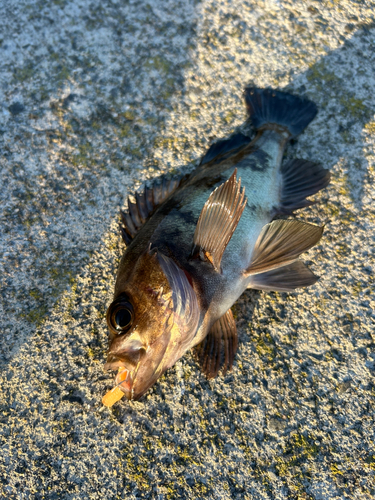 クロメバルの釣果