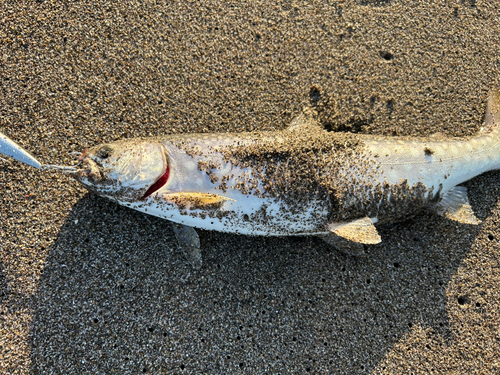 アメマスの釣果