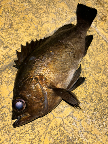 クロメバルの釣果