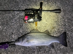 セイゴ（ヒラスズキ）の釣果