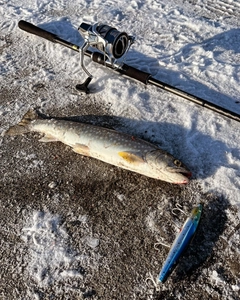 アメマスの釣果