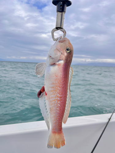 アマダイの釣果