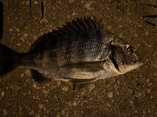 チヌの釣果