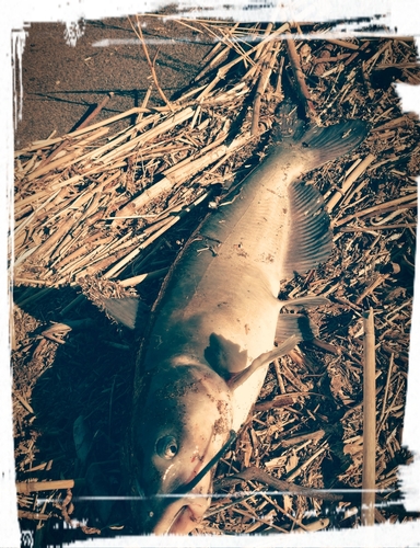 アメリカナマズの釣果