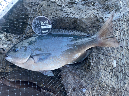 オナガグレの釣果