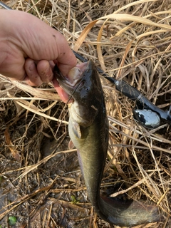 ナマズの釣果