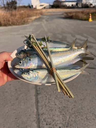 イワシの釣果