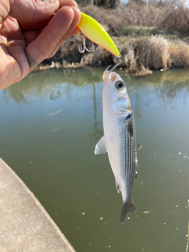 ボラの釣果