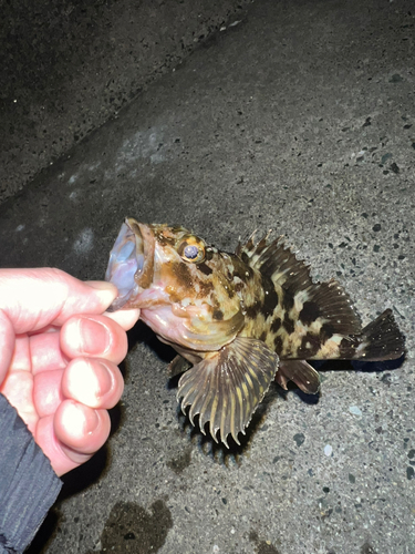 カサゴの釣果