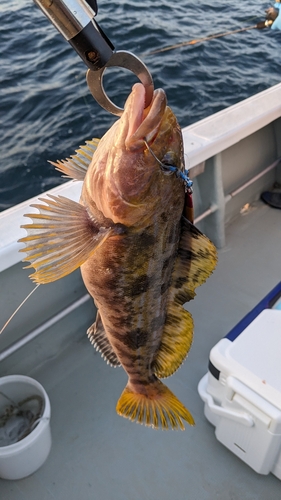 アイナメの釣果