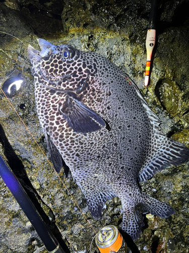 イシダイの釣果