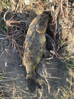 コイの釣果