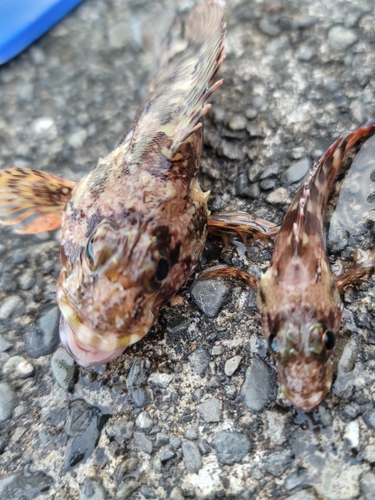 カサゴの釣果