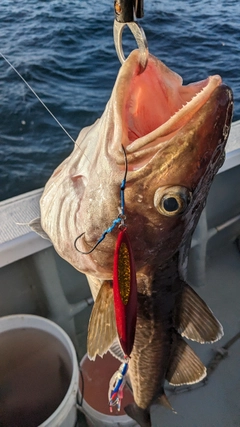 タラの釣果