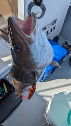 タラの釣果