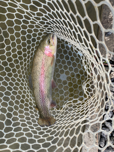 ニジマスの釣果