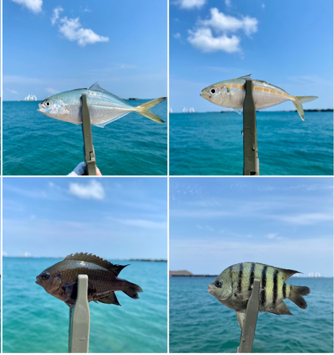 オヤビッチャの釣果