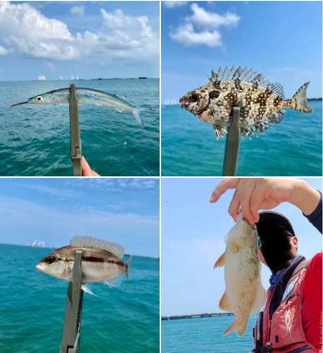 サヨリの釣果