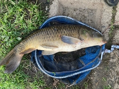 コイの釣果