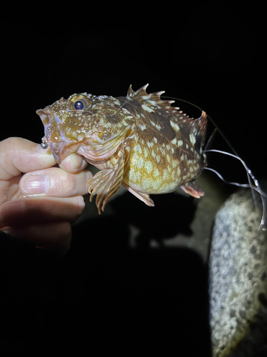 カサゴの釣果