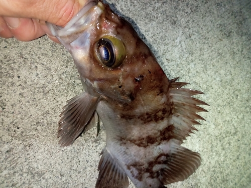 メバルの釣果