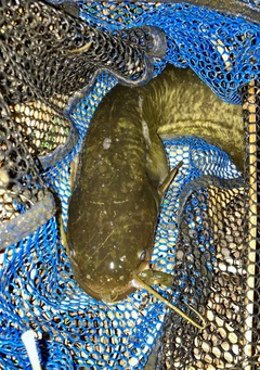 ナマズの釣果