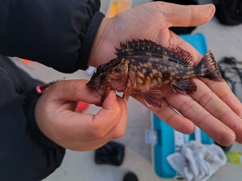 カサゴの釣果