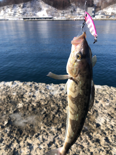 ホッケの釣果