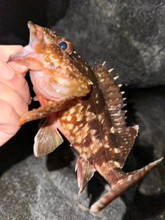 カサゴの釣果